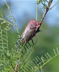 Calliopsida cinnabarina