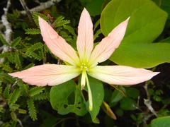Bauhinia coulteri