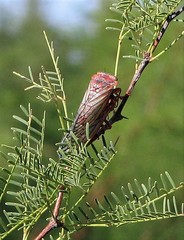 Calliopsida cinnabarina