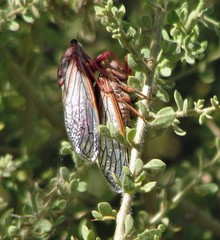Calliopsida cinnabarina