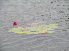 Nymphaea × marliacea