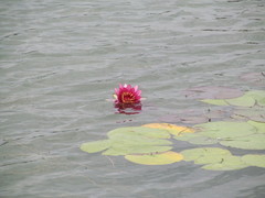 Nymphaea × marliacea