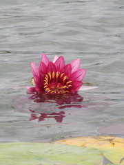 Nymphaea × marliacea