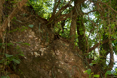 Pfeiffera monacantha