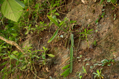 Pfeiffera monacantha