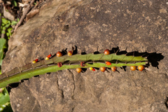 Pfeiffera monacantha