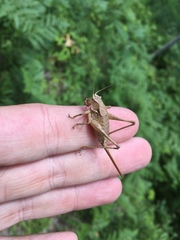 Atlanticus testaceus