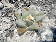 Ariocarpus retusus retusus