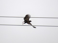 Buteo buteo