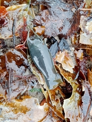 Scyliorhinus canicula