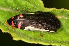 Acmaeodera chiricahuae