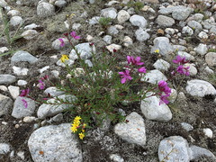Chamaenerion colchicum
