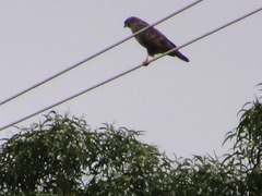 Buteo buteo