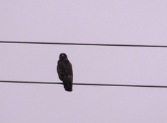 Buteo buteo