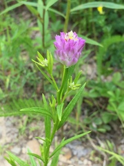 Polygala sanguinea
