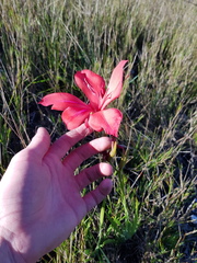 Gladiolus sempervirens