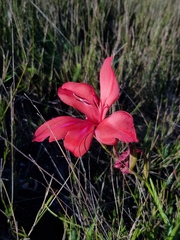 Gladiolus sempervirens