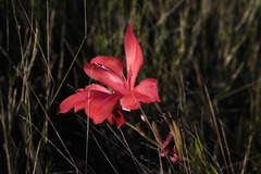 Gladiolus sempervirens