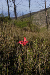 Gladiolus sempervirens
