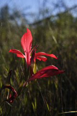 Gladiolus sempervirens