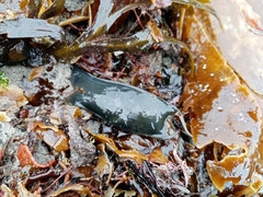 Scyliorhinus canicula