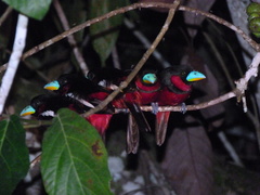 Cymbirhynchus macrorhynchos