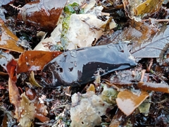 Scyliorhinus canicula