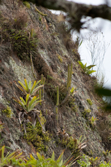 Cleistocactus samaipatanus