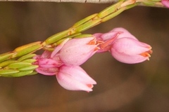 Erica palliiflora