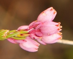 Erica palliiflora