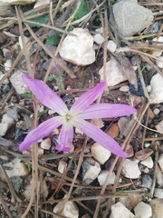 Colchicum filifolium