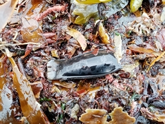 Scyliorhinus canicula