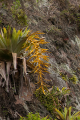 Tillandsia samaipatensis