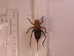 Pycnogaster cucullatus