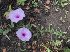 Ipomoea