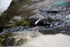 Enicurus leschenaulti