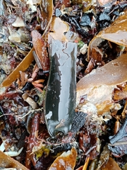 Scyliorhinus canicula