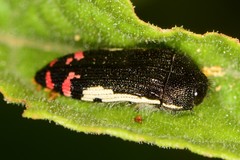 Acmaeodera chiricahuae