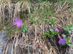 Primula integrifolia