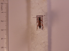 Stenopterus mauritanicus