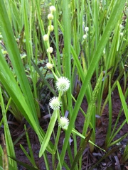 Sparganium androcladum