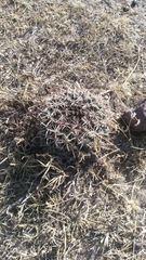 Coryphantha pycnacantha