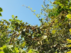 Vitis amurensis