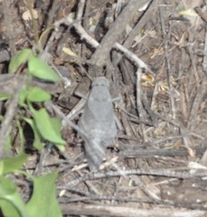 Phrynotettix robustus