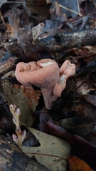 Clavariadelphus americanus