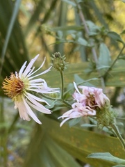 Ampelaster carolinianus