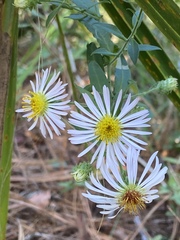 Ampelaster carolinianus