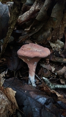 Clavariadelphus americanus