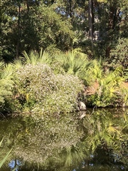 Ampelaster carolinianus