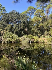 Ampelaster carolinianus